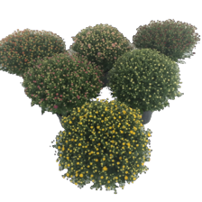 Bolchrysanten